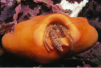 《黑道圣徒：重启版》自定义选项预告片截图分享